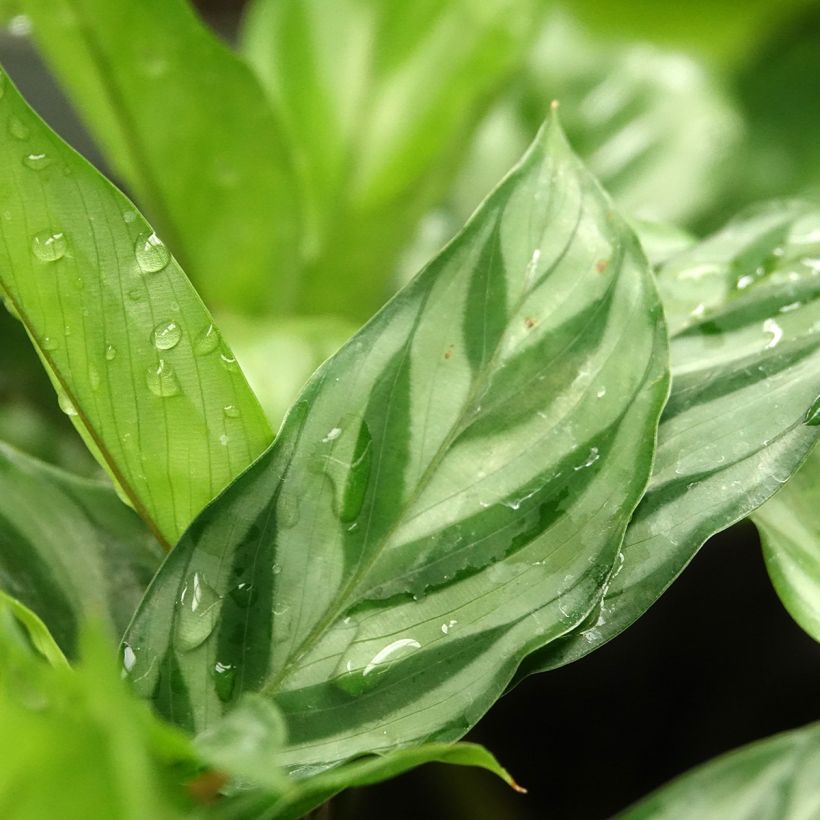 Calathea Freddie (Foliage)