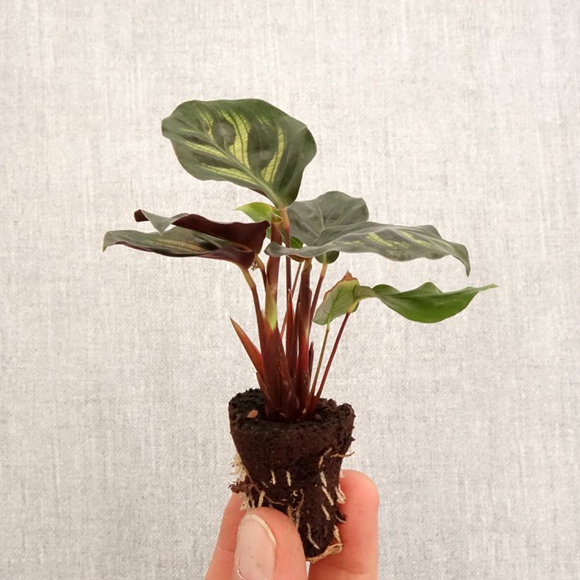 Example of Calathea makoyana Mini-plante as you get in printemps