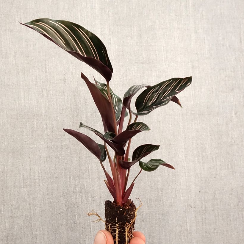 Example of Calathea ornata Mini-plante as you get in printemps