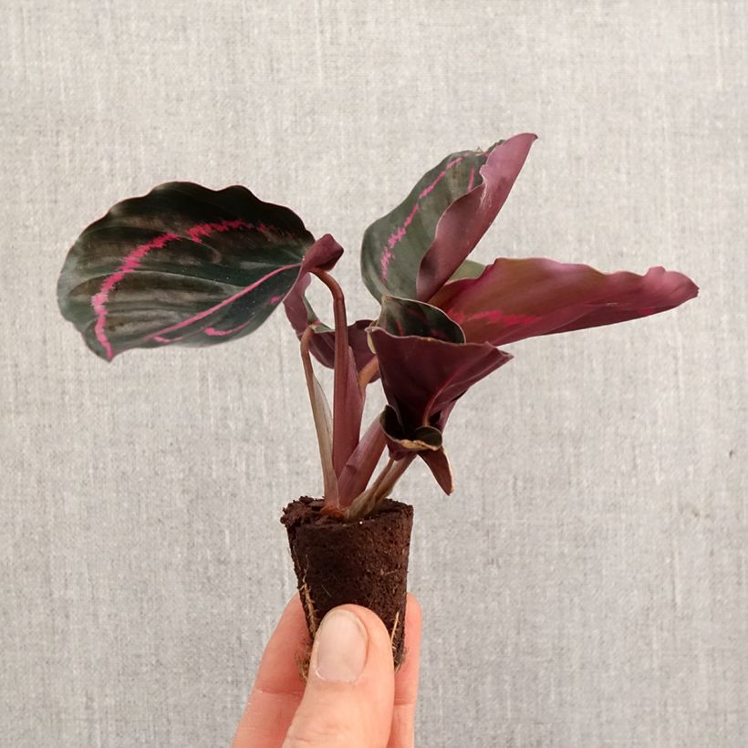 Example of Calathea roseopicta Mini-plante as you get in printemps