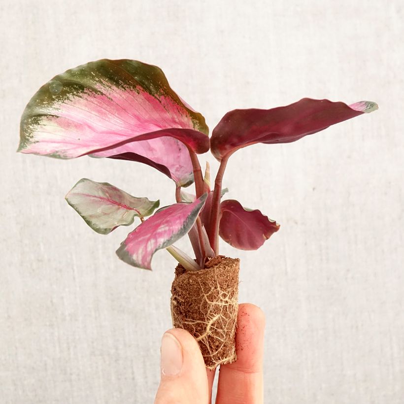 Example of Calathea roseopicta Rosy Mini-plante as you get in printemps