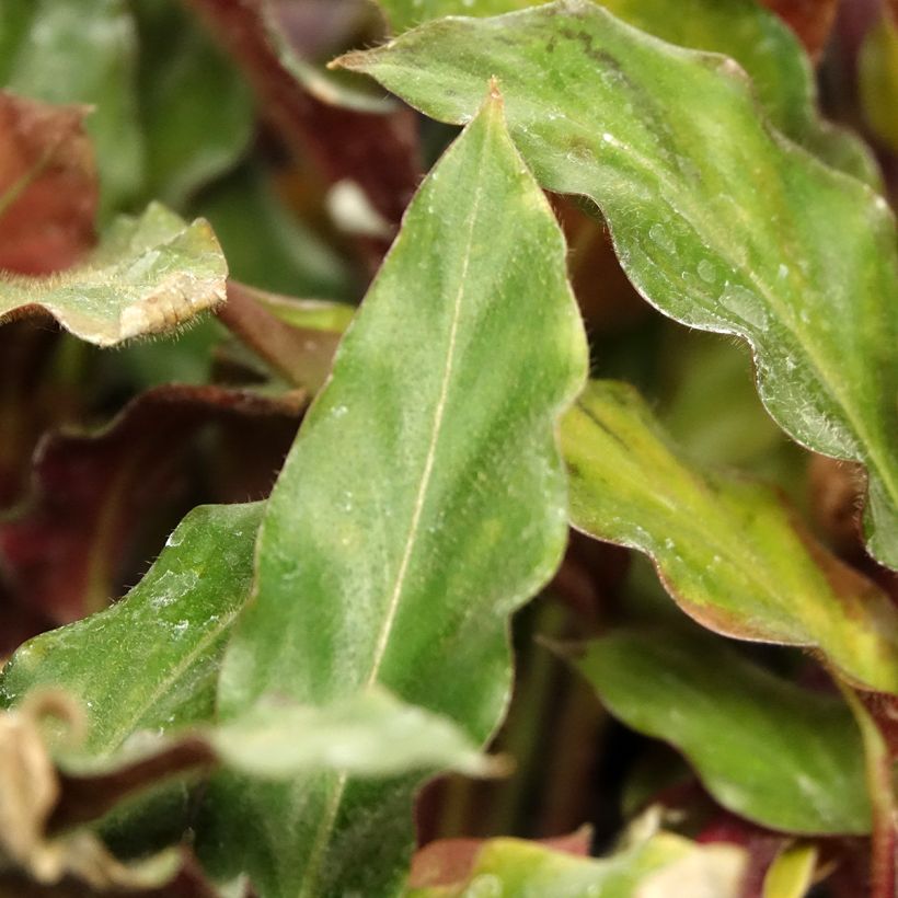 Calathea rufibarba (Foliage)