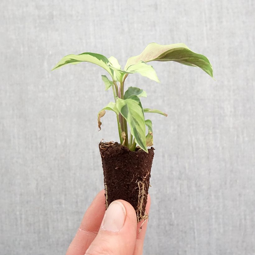 Example of Calathea Yellow Fusion Mini-plante as you get in printemps