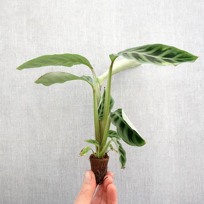 Example of Calathea zebrina Mini-plante as you get in printemps
