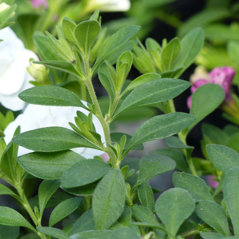 Calibrachoa Can-Can Rosies Pink Vein - Mini-pétunia double (Foliage)