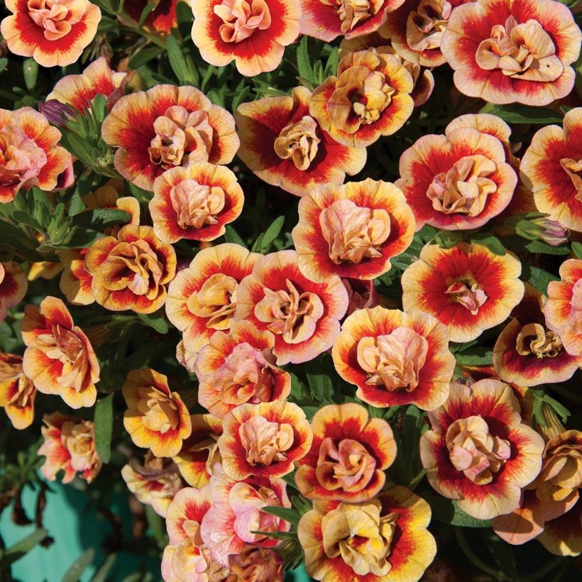 Calibrachoa Neo Double OrangeTastic - Mini-pétunia (Flowering)