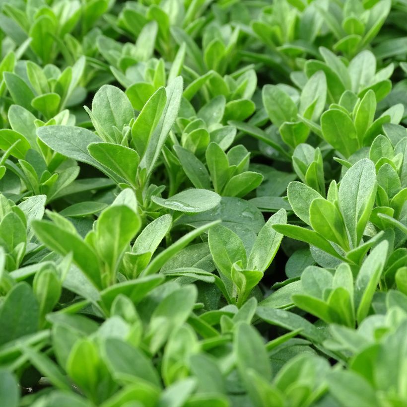 Calibrachoa Noa Bubblegum - Mini-pétunia (Foliage)