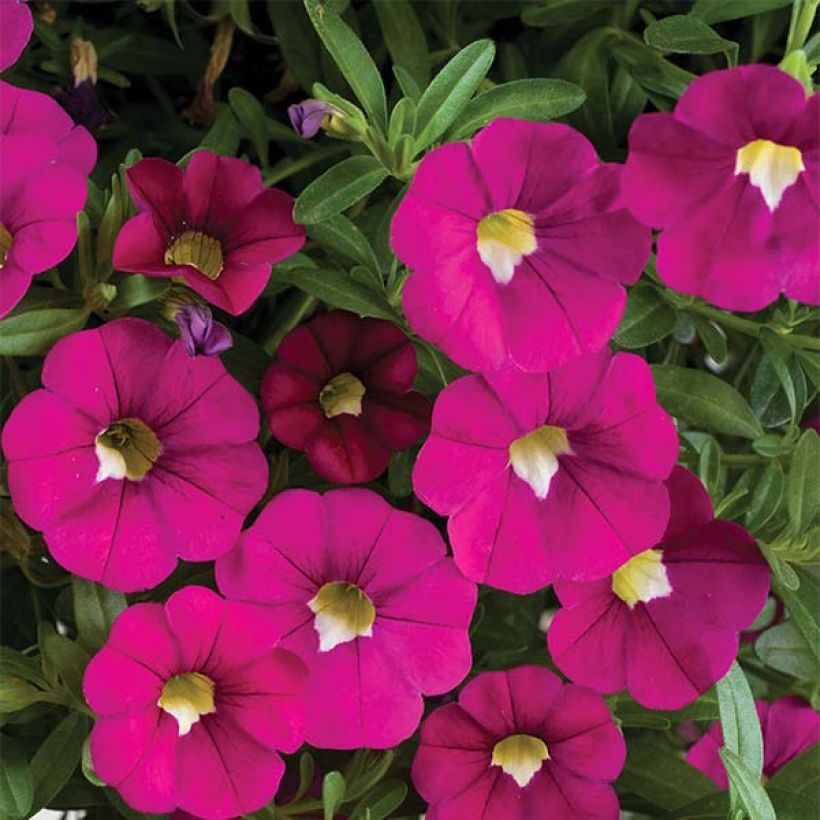 Calibrachoa Noa Dark Pink Carnival - Mini-pétunia (Flowering)