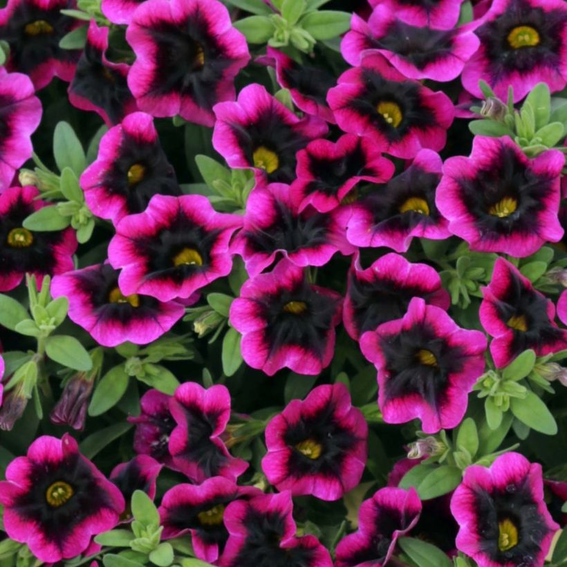 Calibrachoa Superbells Blackcurrant Punch - Mini-pétunia (Flowering)