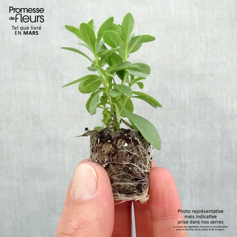 Example of Calibrachoa Superbells Holy Cow - Mini-pétunia Mini-motte Ø 3/4 cm as you get in printemps