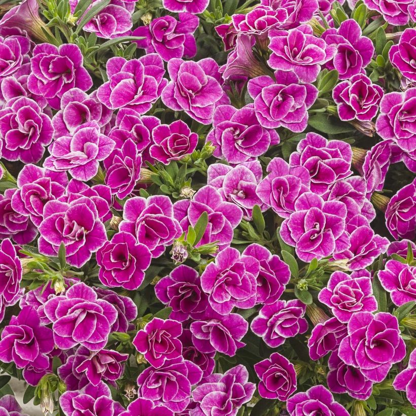 Calibrachoa Superbells Sweet Love - Mini-pétunia (Flowering)