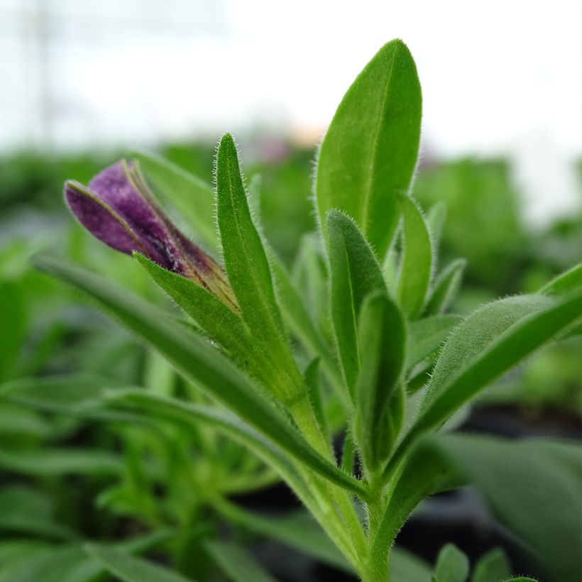 Calibrachoa Superbells Unique Blue Violet - Mini-pétunia (Foliage)