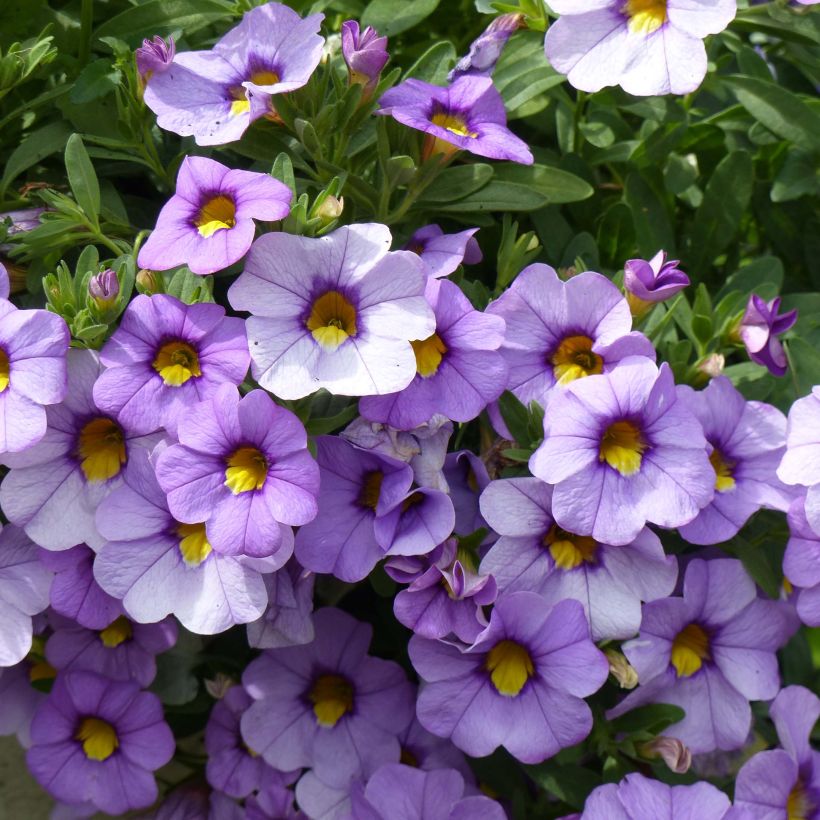 Calibrachoa Superbells Unique Lavender - Mini-pétunia (Flowering)
