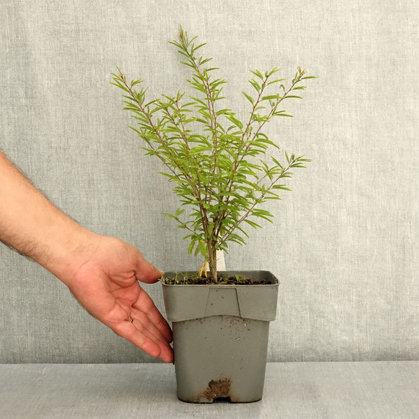 Example of Calliandra surinamensis Dixie Pink - Arbre aux houpettes Pot de 2L/3L as you get in ete