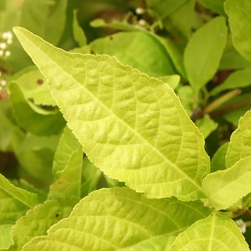 Callicarpa bodinieri Magical Snowqueen  (Foliage)
