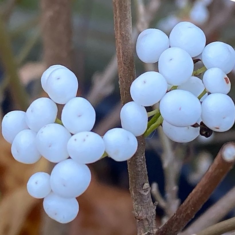 Callicarpa bodinieri Magical Snowstar (Harvest)