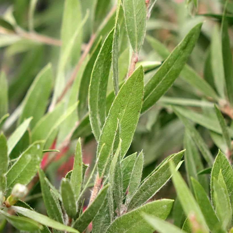 Callistemon Outback Fire - Rince bouteille (Foliage)