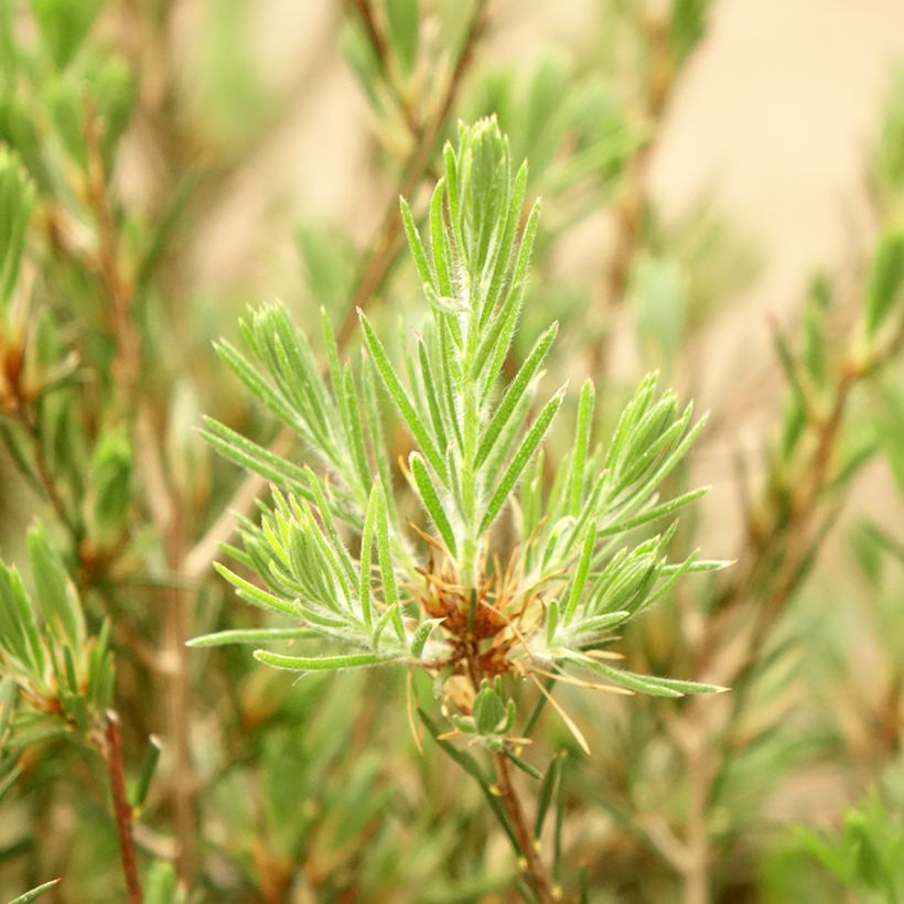 Callistemon pityoides Widdicomb Gem - Rince-bouteille (Foliage)
