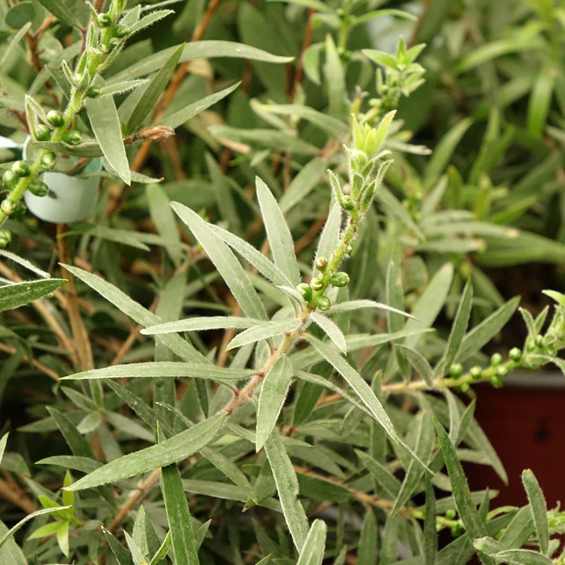 Callistemon viminalis Captain Cook - Rince-bouteille (Foliage)