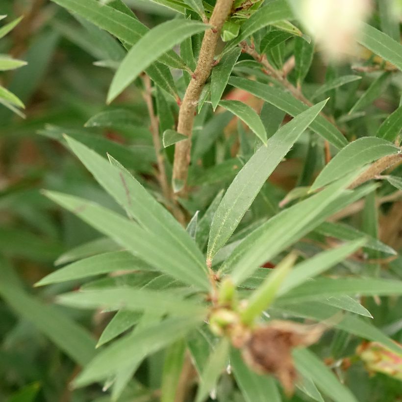 Callistemon viminalis Hannah Ray - Rince-bouteille (Foliage)