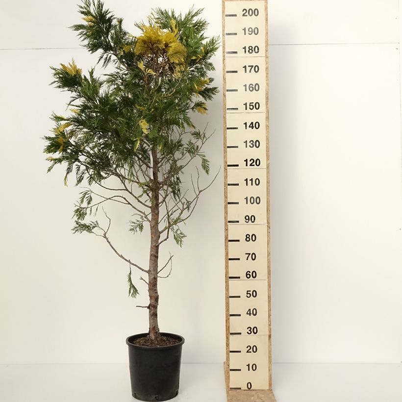 Example of Calocedrus decurrens Aureovariegata - Cèdre blanc de Californie Pot de 18L/20L as you get in hiver