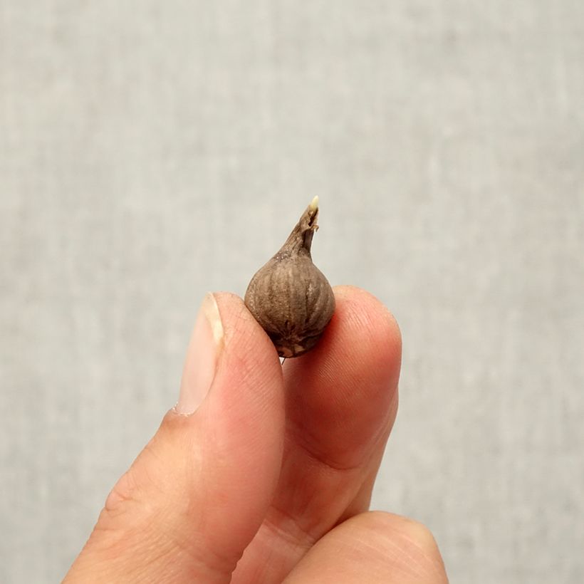 Example of Calochortus Cupido - Tulipe des Mormons Bulbe size 4+ as you get in automne