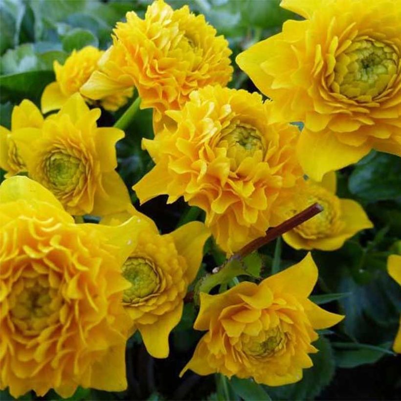 Caltha palustris Plena - Populage double  (Flowering)