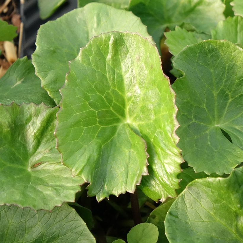 Caltha palustris Plena - Populage double  (Foliage)
