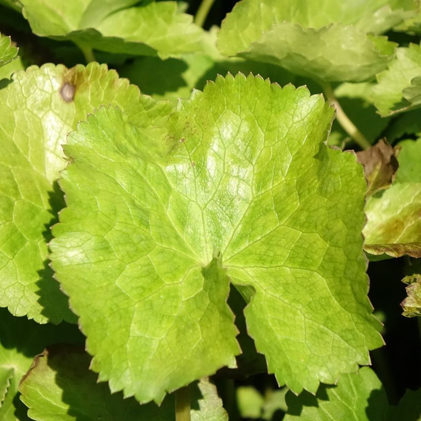 Caltha palustris var.alba - Populage blanc - Souci des marais blanc (Foliage)