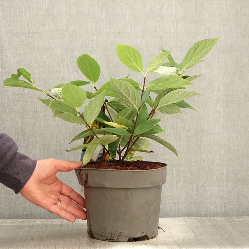 Example of Calycanthus floridus Athens - Arbre aux anémones Pot de 3L/4L as you get in automne