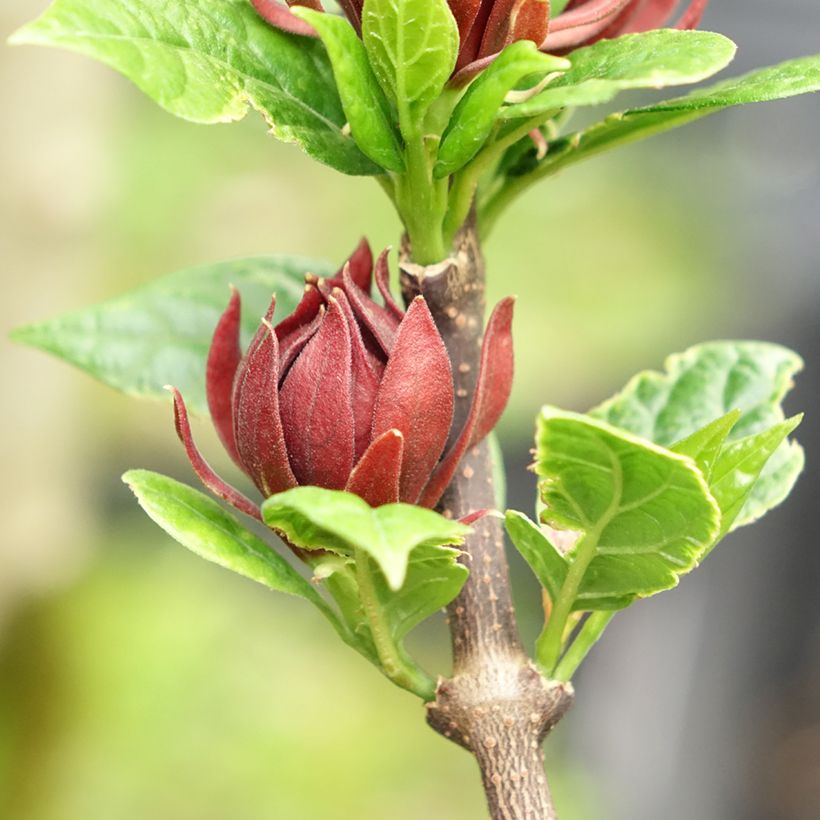 Calycanthus Michael Lindsay - Arbre aux anémones (Flowering)