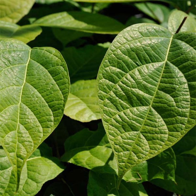 Calycanthus raulstonii Hartlage Wine - Arbre aux anémones (Foliage)