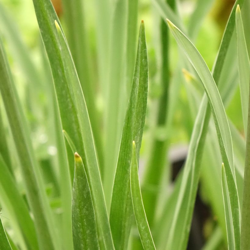 Camassia leichtlinii Caerulea (Foliage)