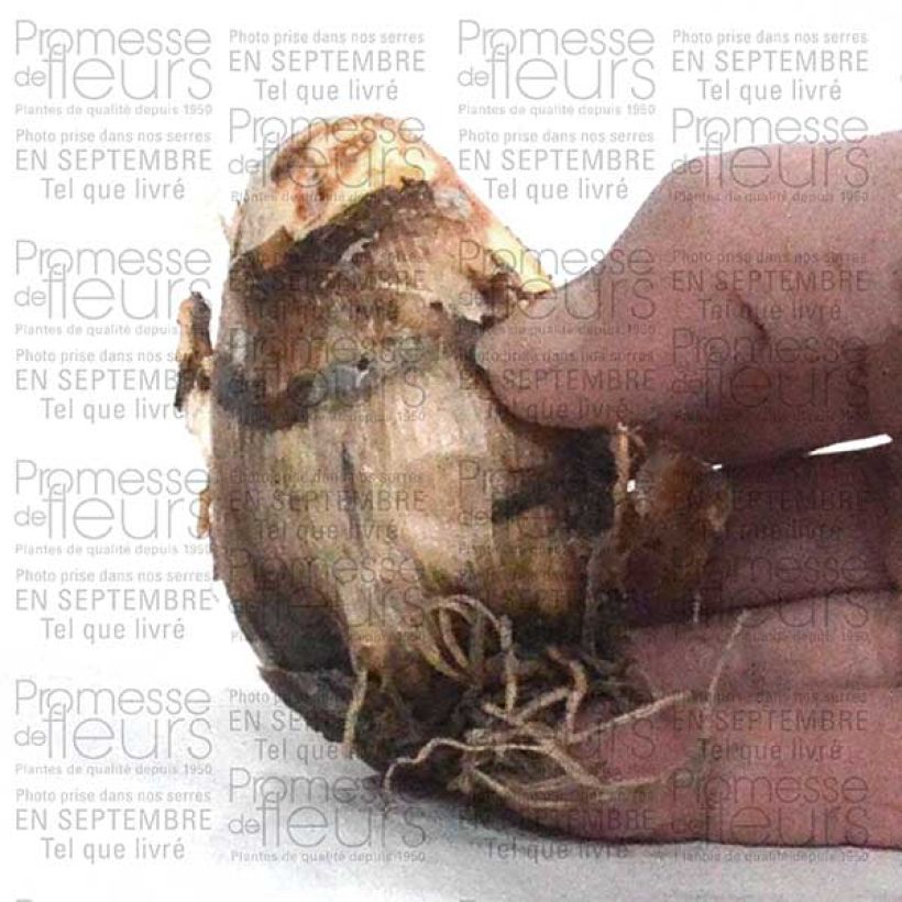 Example of Camassia Zwanenburg Wisteria Blue Bulbe size 14/16 as you get