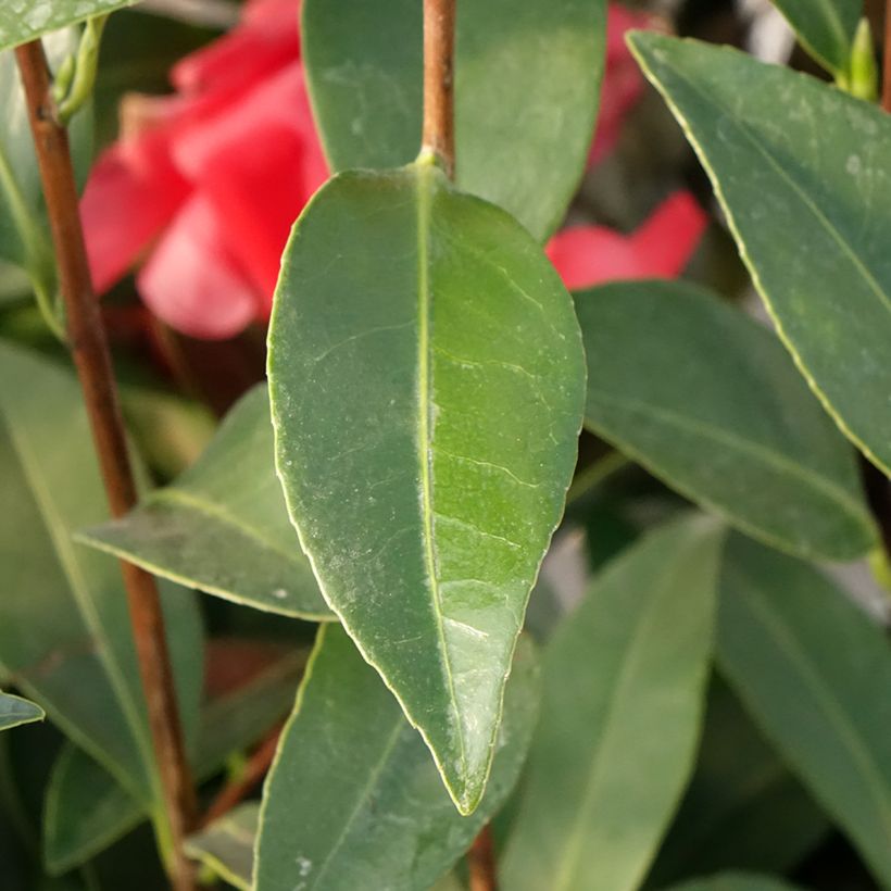 Camélia 1001 Summer Nights Jasmine - Camellia x changii (Foliage)