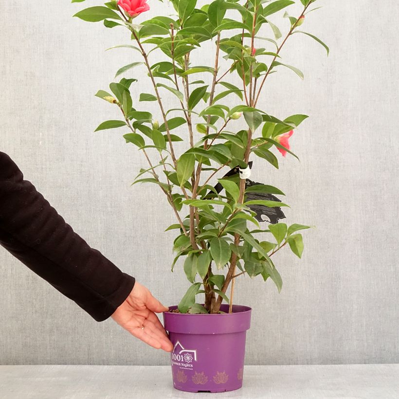 Example of Camélia 1001 Summer Nights Jasmine - Camellia x changii Pot de 3L/4L as you get in hiver