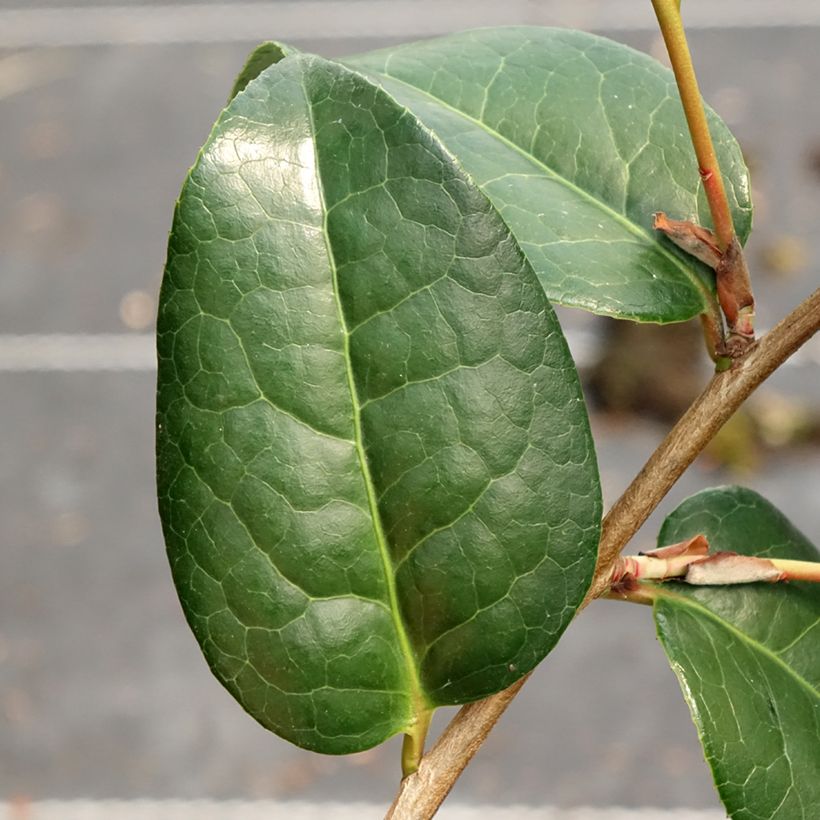 Camélia Anticipation - Camellia x williamsii (Foliage)