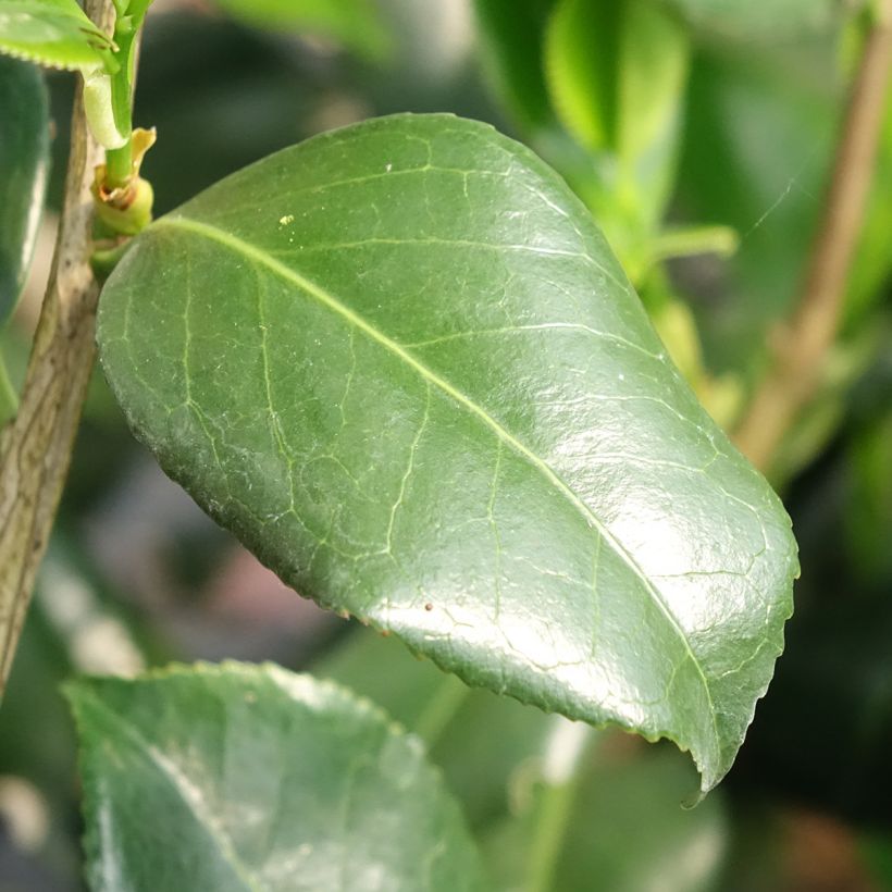 Camélia Betty Foy Sanders - Camellia japonica (Foliage)