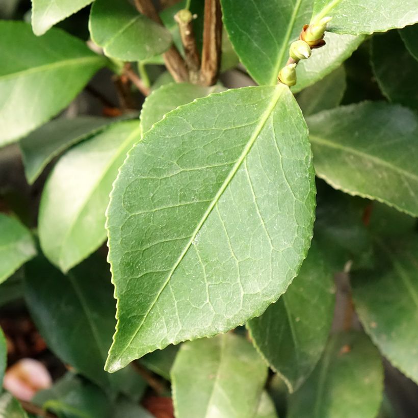 Camélia Bonomiana - Camellia japonica (Foliage)