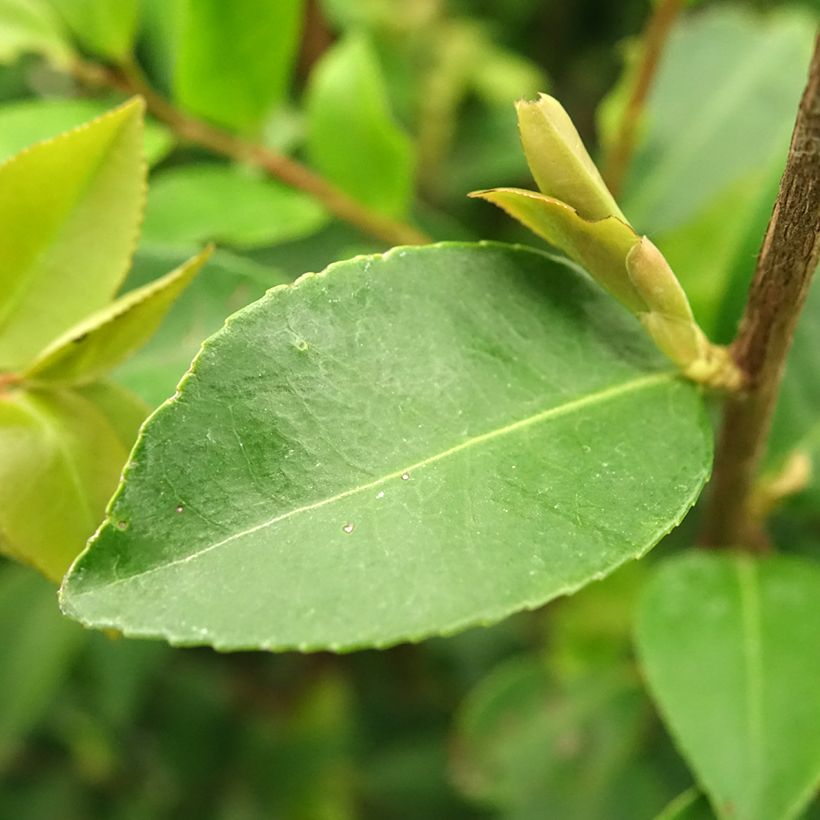 Camélia champêtre - Camellia Cinnamon Cindy (Foliage)