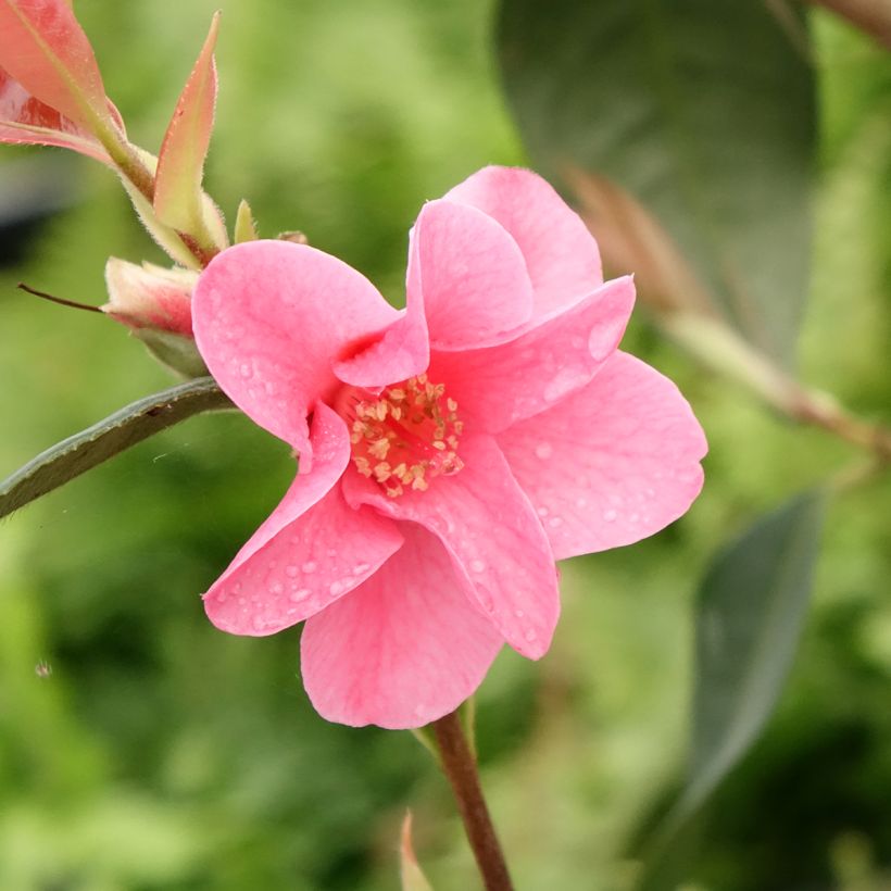 Camélia champêtre - Camellia Crimson Candles (Flowering)