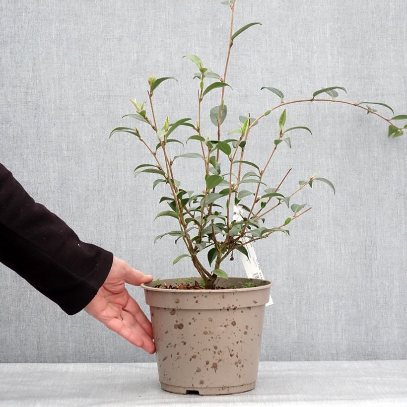 Example of Camélia champêtre - Camellia Fairy Wand Pot de 3L/4L as you get in hiver