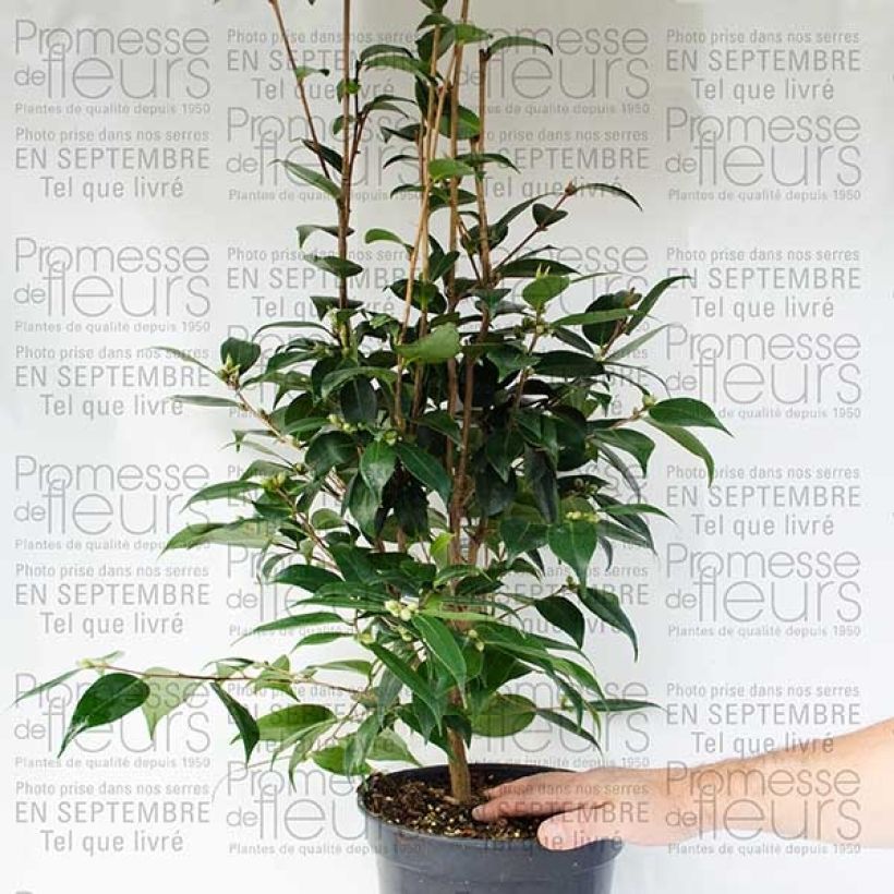 Example of Camélia champêtre - Camellia Spring Festival Pot de 3L/4L as you get