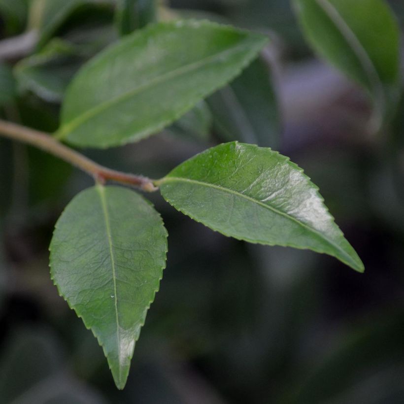 Camélia champêtre - Camellia Sweet Emily Kate (Foliage)