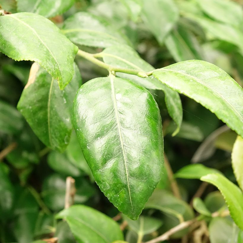 Camélia champêtre Koto No Kaori  (Foliage)