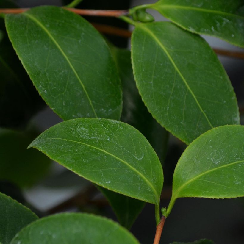 Camellia Betty's Beauty - Camélia classique (Foliage)