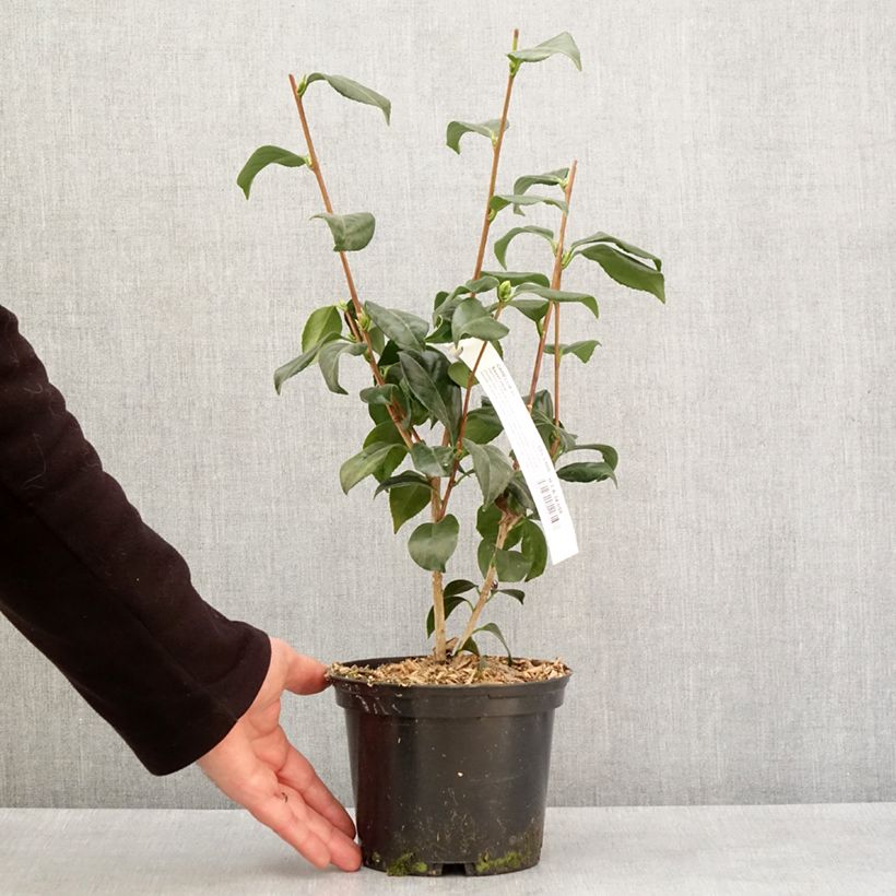 Example of Camélia classique - Camellia japonica Sweet Olive Pot de 2L/3L as you get in hiver
