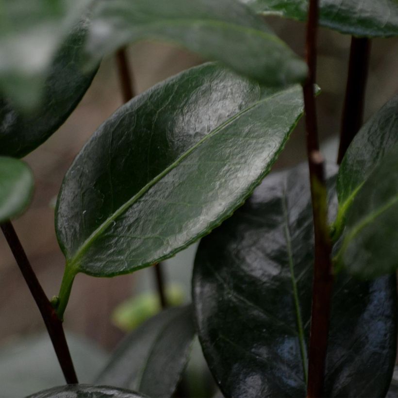 Camélia classique - Camellia Nuccio s Pearl (Foliage)