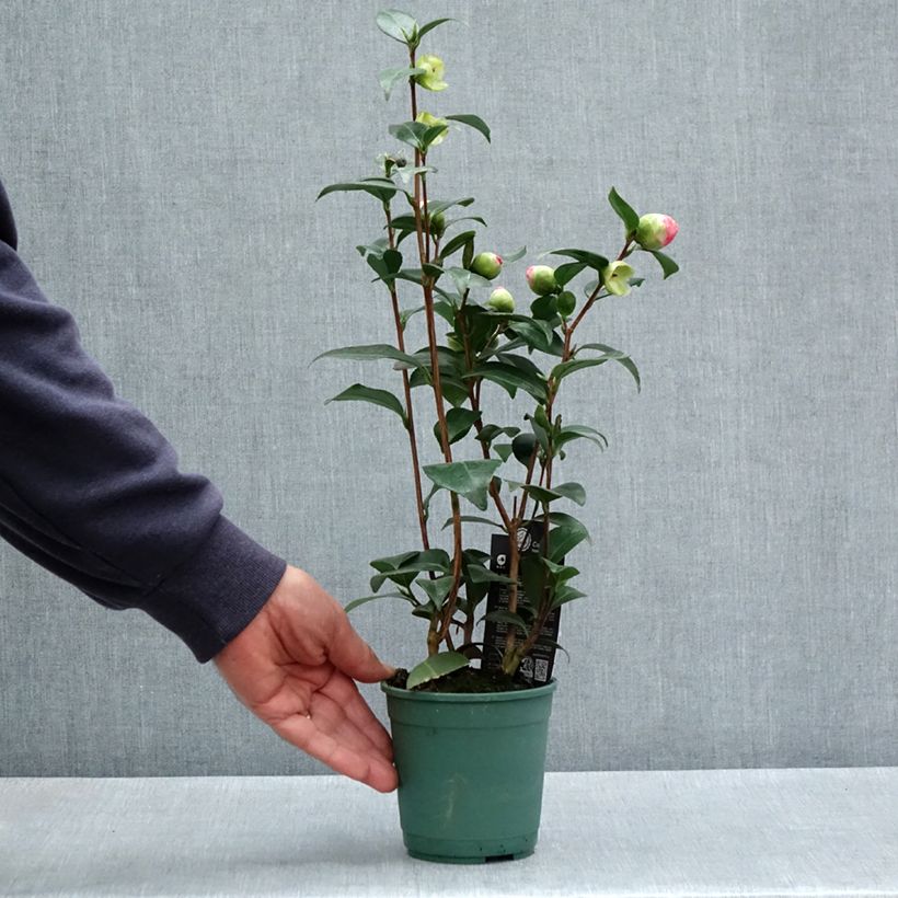 Example of Camélia classique - Camellia Nuccio s Pearl Pot de 12 cm / 13 cm as you get in printemps