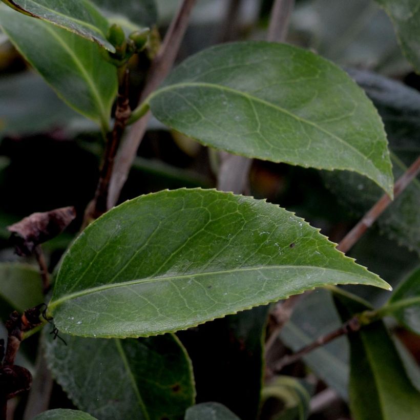 Camélia classique - Camellia Royal Velvet (Foliage)
